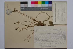 Hieracium brachiatum Bert. ssp. davidovii T. Georg. [ SOMXXXXX0164] (c) Институт по биоразнообразие и екосистемни изследвания, БАН — Колекции висши растения и мъхове (SOM)
