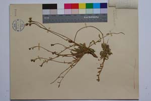 Hieracium brachiatum Bert. ssp. davidovii T. Georg. [ SOMXXXXX0164] (2) (c) Институт по биоразнообразие и екосистемни изследвания, БАН — Колекции висши растения и мъхове (SOM)