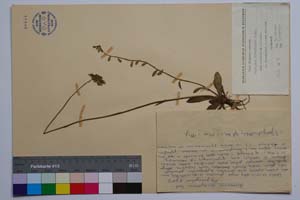 Hieracium densiflorum Tsch. ssp. parcipilum T. Georg. [ SOMXXXXX0165] (c) Институт по биоразнообразие и екосистемни изследвания, БАН — Колекции висши растения и мъхове (SOM)