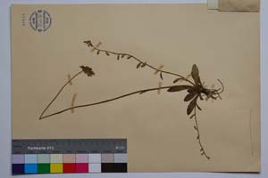 Hieracium densiflorum Tsch. ssp. parcipilum T. Georg. [ SOMXXXXX0165] (2) (c) Институт по биоразнообразие и екосистемни изследвания, БАН — Колекции висши растения и мъхове (SOM)