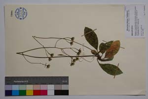 Hieracium kittanae Vladimirov [ SOMXXXXX0166] (c) Институт по биоразнообразие и екосистемни изследвания, БАН — Колекции висши растения и мъхове (SOM)