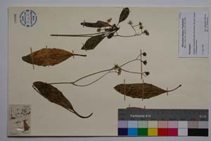 Hieracium kittanae Vladimirov [ SOMXXXXX0167] (c) Институт по биоразнообразие и екосистемни изследвания, БАН — Колекции висши растения и мъхове (SOM)