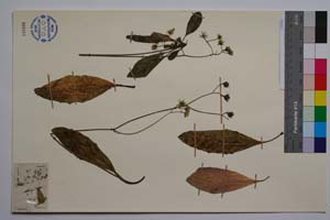 Hieracium kittanae Vladimirov [ SOMXXXXX0167] (2) (c) Институт по биоразнообразие и екосистемни изследвания, БАН — Колекции висши растения и мъхове (SOM)
