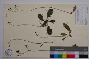 Hieracium kittanae Vladimirov [ SOMXXXXX0168] (c) Институт по биоразнообразие и екосистемни изследвания, БАН — Колекции висши растения и мъхове (SOM)