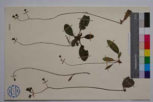Hieracium kittanae Vladimirov [ SOMXXXXX0168] (2) (c) Институт по биоразнообразие и екосистемни изследвания, БАН — Колекции висши растения и мъхове (SOM)