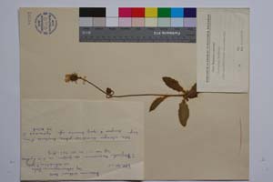 Hieracium leitneri Boiss. ssp. velenovskvanum zahn. var. sericatum T. Georg. [ SOMXXXXX0169] (c) Институт по биоразнообразие и екосистемни изследвания, БАН — Колекции висши растения и мъхове (SOM)