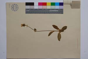 Hieracium leitneri Boiss. ssp. velenovskvanum zahn. var. sericatum T. Georg. [ SOMXXXXX0169] (2) (c) Институт по биоразнообразие и екосистемни изследвания, БАН — Колекции висши растения и мъхове (SOM)