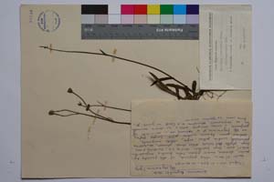 Hieracium ruprechtii Boiss. ssp. trojanicum T. Georg. [ SOMXXXXX0170] (c) Институт по биоразнообразие и екосистемни изследвания, БАН — Колекции висши растения и мъхове (SOM)