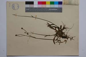 Hieracium ruprechtii Boiss. ssp. trojanicum T. Georg. [ SOMXXXXX0170] (2) (c) Институт по биоразнообразие и екосистемни изследвания, БАН — Колекции висши растения и мъхове (SOM)