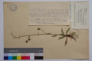 Hieracium stupeanum Grsb. ssp. davidoffianum T. Georg. [ SOMXXXXX0171] (c) Институт по биоразнообразие и екосистемни изследвания, БАН — Колекции висши растения и мъхове (SOM)