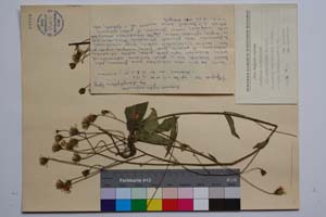 Hieracium erythrocarpum Peter. ssp. chloriphyllym T. Georg. [ SOMXXXXX0172] (c) Институт по биоразнообразие и екосистемни изследвания, БАН — Колекции висши растения и мъхове (SOM)