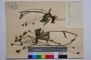 Hieracium erythrocarpum Peter. ssp. chloriphyllym T. Georg. [ SOMXXXXX0172] (2) (c) Институт по биоразнообразие и екосистемни изследвания, БАН — Колекции висши растения и мъхове (SOM)
