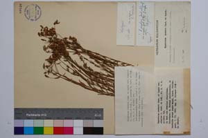 Hypericum aucheri Jaub. & Spach var. simplex Jord. & Koz. [ SOMXXXXX0173] (c) Институт по биоразнообразие и екосистемни изследвания, БАН — Колекции висши растения и мъхове (SOM)