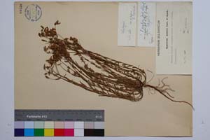 Hypericum aucheri Jaub. & Spach var. simplex Jord. & Koz. [ SOMXXXXX0173] (2) (c) Институт по биоразнообразие и екосистемни изследвания, БАН — Колекции висши растения и мъхове (SOM)