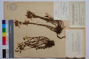 Hypericum barbatum Jacr. var. gracilis Jord. & Koz [ SOMXXXXX0175] (c) Институт по биоразнообразие и екосистемни изследвания, БАН — Колекции висши растения и мъхове (SOM)