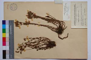 Hypericum barbatum Jacr. var. gracilis Jord. & Koz [ SOMXXXXX0175] (2) (c) Институт по биоразнообразие и екосистемни изследвания, БАН — Колекции висши растения и мъхове (SOM)