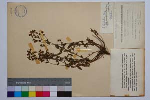 Hypericum barbatum Jacq. var. macedonicum Jord. & Koz. [ SOMXXXXX0176] (c) Институт по биоразнообразие и екосистемни изследвания, БАН — Колекции висши растения и мъхове (SOM)