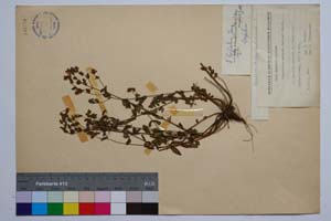Hypericum barbatum Jacq. var. macedonicum Jord. & Koz. [ SOMXXXXX0176] (2) (c) Институт по биоразнообразие и екосистемни изследвания, БАН — Колекции висши растения и мъхове (SOM)