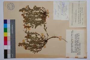 Hypericum cerastoides (Spach.) N. Robson var. simplex Jord. & Koz. [ SOMXXXXX0177] (c) Институт по биоразнообразие и екосистемни изследвания, БАН — Колекции висши растения и мъхове (SOM)