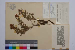 Hypericum cerastoides (Spach.) N. Robson var. simplex Jord. & Koz. f. repens Jord. & Koz [ SOMXXXXX0178] (c) Институт по биоразнообразие и екосистемни изследвания, БАН — Колекции висши растения и мъхове (SOM)