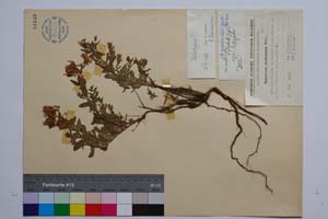 Hypericum cerastoides (Spach.) N. Robson var. simplex Jord. & Koz. f. repens Jord. & Koz [ SOMXXXXX0178] (2) (c) Институт по биоразнообразие и екосистемни изследвания, БАН — Колекции висши растения и мъхове (SOM)