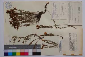Hypericum olympicum L. var. olympicum f. prostrata Jord. & Koz. [ SOMXXXXX0179] (c) Институт по биоразнообразие и екосистемни изследвания, БАН — Колекции висши растения и мъхове (SOM)