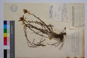 Hypericum olympicum L. var. tenuifolium Jord. & Koz. [ SOMXXXXX0180] (c) Институт по биоразнообразие и екосистемни изследвания, БАН — Колекции висши растения и мъхове (SOM)