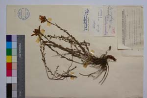 Hypericum olympicum L. var. tenuifolium Jord. & Koz. [ SOMXXXXX0180] (2) (c) Институт по биоразнообразие и екосистемни изследвания, БАН — Колекции висши растения и мъхове (SOM)