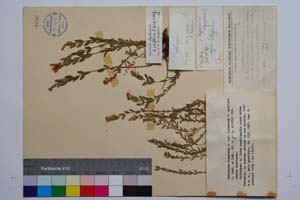 Hypericum olympicum L. var. olympicum f. uniflora Jord. & Koz. [ SOMXXXXX0181] (c) Институт по биоразнообразие и екосистемни изследвания, БАН — Колекции висши растения и мъхове (SOM)