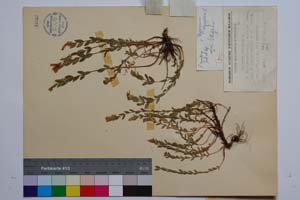 Hypericum olympicum L. var. olympicum f. uniflora Jord. & Koz. [ SOMXXXXX0181] (2) (c) Институт по биоразнообразие и екосистемни изследвания, БАН — Колекции висши растения и мъхове (SOM)