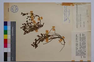 Hypericum rochelii Griseb. et Schenk. ssp. urumovii Jord. & Koz. [ SOMXXXXX0182] (c) Институт по биоразнообразие и екосистемни изследвания, БАН — Колекции висши растения и мъхове (SOM)