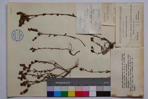 Hypericum rumeliacum Boiss. var. deltoides Jord. & Koz. [ SOMXXXXX0183] (c) Институт по биоразнообразие и екосистемни изследвания, БАН — Колекции висши растения и мъхове (SOM)