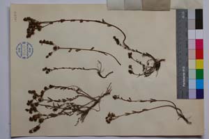 Hypericum rumeliacum Boiss. var. deltoides Jord. & Koz. [ SOMXXXXX0183] (2) (c) Институт по биоразнообразие и екосистемни изследвания, БАН — Колекции висши растения и мъхове (SOM)