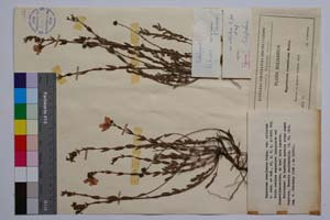 Hypericum rumeliacum Boiss. var. ciliatum Jord. & Koz. [ SOMXXXXX0184] (c) Институт по биоразнообразие и екосистемни изследвания, БАН — Колекции висши растения и мъхове (SOM)