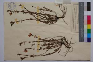 Hypericum rumeliacum Boiss. var. ciliatum Jord. & Koz. [ SOMXXXXX0184] (2) (c) Институт по биоразнообразие и екосистемни изследвания, БАН — Колекции висши растения и мъхове (SOM)