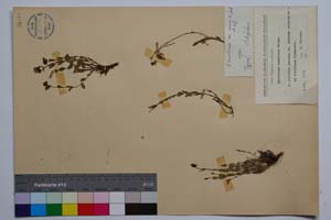 Hypericum rumelicum Boiss. [ SOMXXXXX0185] (c) Институт по биоразнообразие и екосистемни изследвания, БАН — Колекции висши растения и мъхове (SOM)