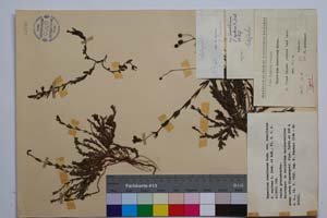 Hypericum rumeliacum Boiss. var. rumeliacum f. reptans Jord. & Koz. [ SOMXXXXX0186] (c) Институт по биоразнообразие и екосистемни изследвания, БАН — Колекции висши растения и мъхове (SOM)