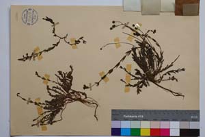 Hypericum rumeliacum Boiss. var. rumeliacum f. reptans Jord. & Koz. [ SOMXXXXX0186] (2) (c) Институт по биоразнообразие и екосистемни изследвания, БАН — Колекции висши растения и мъхове (SOM)