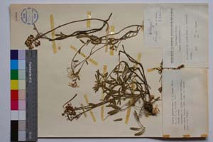 Iberis sempervirens L. f. rosea Valev [ SOMXXXXX0188] (c) Институт по биоразнообразие и екосистемни изследвания, БАН — Колекции висши растения и мъхове (SOM)