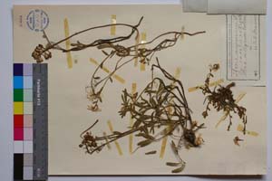 Iberis sempervirens L. f. rosea Valev [ SOMXXXXX0188] (2) (c) Институт по биоразнообразие и екосистемни изследвания, БАН — Колекции висши растения и мъхове (SOM)