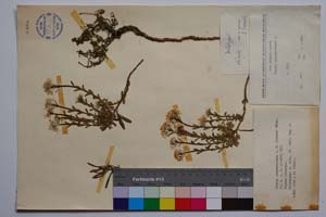 Iberis sempervirens L. f. lilacea Valev [ SOMXXXXX0189] (c) Институт по биоразнообразие и екосистемни изследвания, БАН — Колекции висши растения и мъхове (SOM)