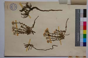 Iberis sempervirens L. f. lilacea Valev [ SOMXXXXX0189] (2) (c) Институт по биоразнообразие и екосистемни изследвания, БАН — Колекции висши растения и мъхове (SOM)