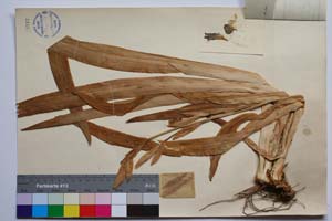 Iris variegata L. var. davidovii Radenk. [ SOMXXXXX0190] (2) (c) Институт по биоразнообразие и екосистемни изследвания, БАН — Колекции висши растения и мъхове (SOM)