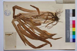 Iris variegata L. var. davidovii Radenk. [ SOMXXXXX0191] (2) (c) Институт по биоразнообразие и екосистемни изследвания, БАН — Колекции висши растения и мъхове (SOM)