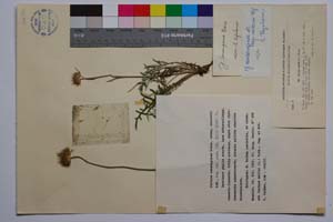 Jurinea consanginea Boiss. ssp. neicevii Koz. [ SOMXXXXX0192] (c) Институт по биоразнообразие и екосистемни изследвания, БАН — Колекции висши растения и мъхове (SOM)