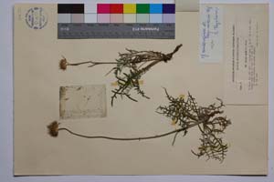 Jurinea consanginea Boiss. ssp. neicevii Koz. [ SOMXXXXX0192] (2) (c) Институт по биоразнообразие и екосистемни изследвания, БАН — Колекции висши растения и мъхове (SOM)
