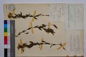 Lathyrus hallersteinii Baumg. var. mediatus Koz. [ SOMXXXXX0195] (c) Институт по биоразнообразие и екосистемни изследвания, БАН — Колекции висши растения и мъхове (SOM)
