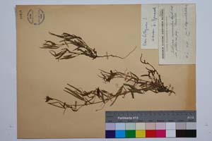Lathyrus monocarpus Stoj. & Acht. [ SOMXXXXX0196] (c) Институт по биоразнообразие и екосистемни изследвания, БАН — Колекции висши растения и мъхове (SOM)