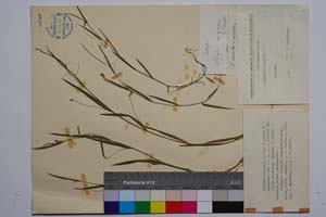 Lathyrus nissolia L. var. nissolia f. ascendens Koz. [ SOMXXXXX0197] (c) Институт по биоразнообразие и екосистемни изследвания, БАН — Колекции висши растения и мъхове (SOM)