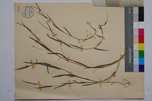 Lathyrus nissolia L. var. nissolia f. ascendens Koz. [ SOMXXXXX0197] (2) (c) Институт по биоразнообразие и екосистемни изследвания, БАН — Колекции висши растения и мъхове (SOM)